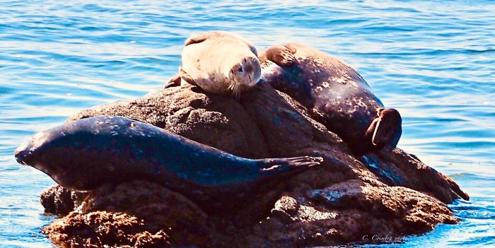 Harbor Seals